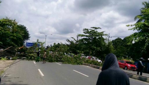 Sebuah pohon besar tumbang di Jl A Yani Km21 tak jauh dari markas Kompi Senapan A di Liang Anggang, Landasan Ulin Barat, Kota Banjarbaru, Kamis 23 Maret 2017 sekira pukul 11.50 Wita. 